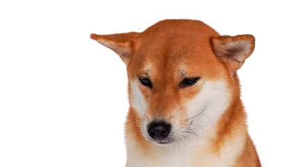 isolate portrait red shiba inu on white background, For use in illustrations, Background image or copy space.
