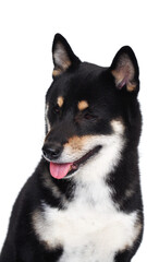 isolate portrait black and tan shiba inu on white background, For use in illustrations, Background image or copy space.