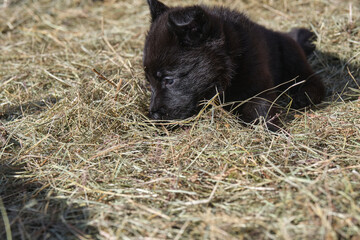 Beautiful German Shepherd puppies playing in their enclosure on a sunny spring day on a farm in Skaraborg Sweden