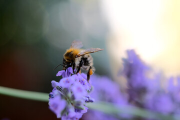 Macro close up of the bee on the lavender flower with copy space. Honeybee collecting nectar from the lavender flower.