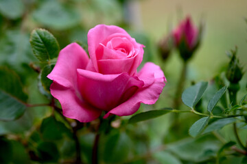 Macro blooming pink rose close up. Pink rose head blooming.