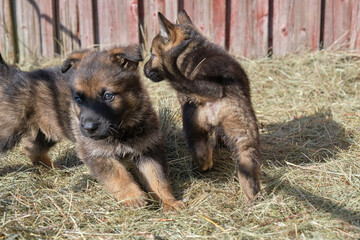 Beautiful German Shepherd puppies playing in their enclosure on a sunny spring day on a farm in Skaraborg Sweden