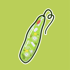 Euglena gracilis is a species of single-celled protist found in freshwater environments. It exhibits both plant-like and animal-like characteristics.