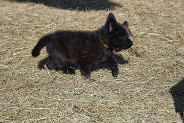 Beautiful German Shepherd puppies playing in their enclosure on a sunny spring day on a farm in Skaraborg Sweden