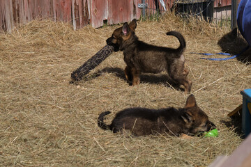 Beautiful German Shepherd puppies playing in their enclosure on a sunny spring day on a farm in Skaraborg Sweden