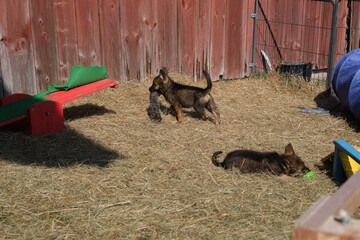 Beautiful German Shepherd puppies playing in their enclosure on a sunny spring day on a farm in Skaraborg Sweden