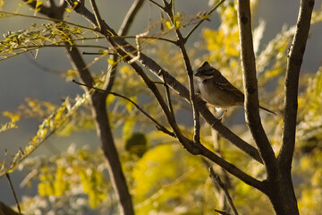 Hornero resting on a tree branch in San Martin Plaza