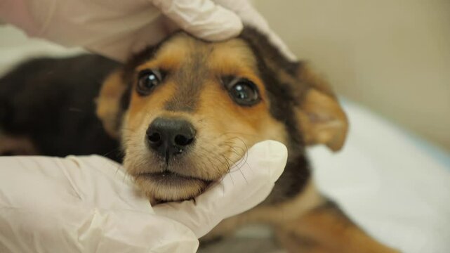 sick cute puppy being inspected by veterinary doctor.  animals clinic. doctor arms in gloves. stray dog