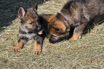 Beautiful German Shepherd puppies playing in their enclosure on a sunny spring day on a farm in Skaraborg Sweden