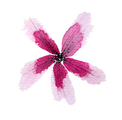 Fototapeta premium Wildflower Watercolor illustration isolated on white background. Pink Hand painted freehand loose Simple Flower