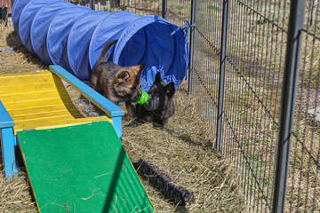 Beautiful German Shepherd puppies playing in their enclosure on a sunny spring day on a farm in Skaraborg Sweden