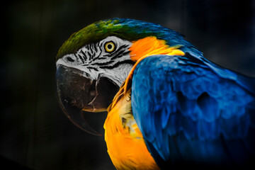 Blue Parrot