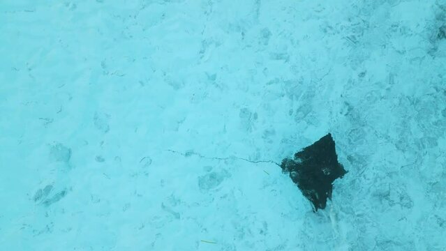 Stingray or manta ray swimming in blue ocean in tropics. Drone view of sea