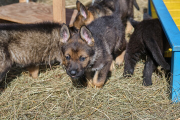 Beautiful German Shepherd puppies playing in their enclosure on a sunny spring day on a farm in Skaraborg Sweden
