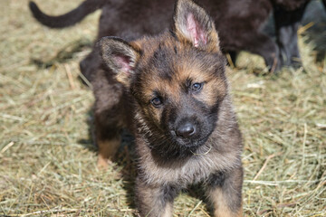 Beautiful German Shepherd puppies playing in their enclosure on a sunny spring day on a farm in Skaraborg Sweden