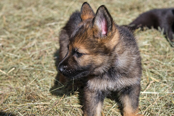 Beautiful German Shepherd puppies playing in their enclosure on a sunny spring day on a farm in Skaraborg Sweden