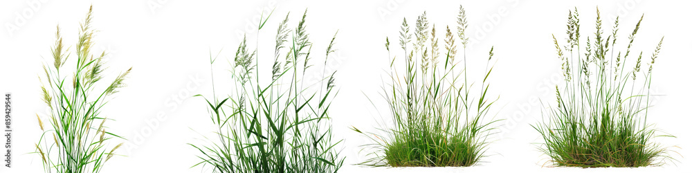 Wall mural Collection of Nature tall meadows grass isolated on transparent or white background