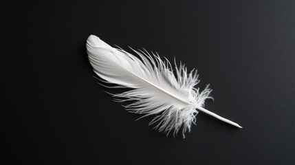 Obraz premium White feather on black background