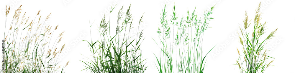 Wall mural Collection of Nature tall meadows grass isolated on transparent or white background