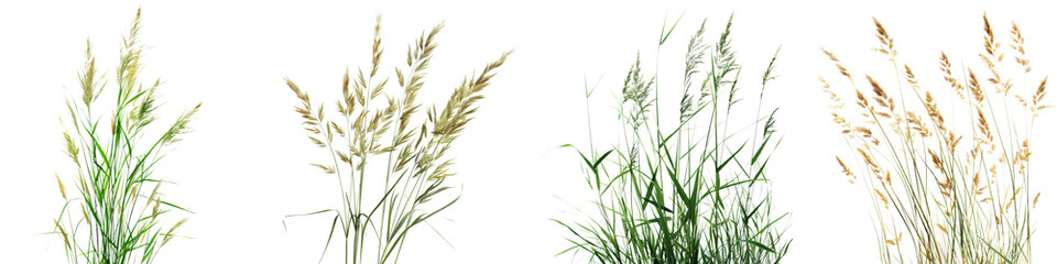 Collection of Nature tall meadows grass isolated on transparent or white background