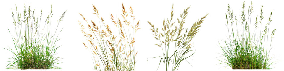 Collection of Nature tall meadows grass isolated on transparent or white background