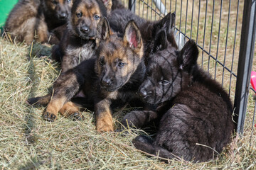 Beautiful German Shepherd puppies playing in their enclosure on a sunny spring day on a farm in Skaraborg Sweden