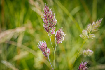 Detailed close-up of red grass seed heads set against a lush green background. The image highlights the intricate details of the seed heads and surrounding foliage.
