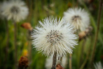 Detailed close-up of white fluffy seed heads in a meadow with a blurred green background. The image highlights the fine texture of the seed heads.