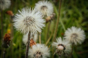 Detailed close-up of white fluffy seed heads in a meadow with a blurred green background. The image highlights the fine texture of the seed heads.