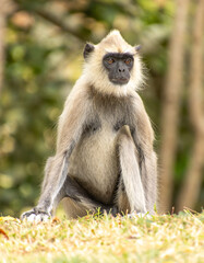 Fototapeta premium Purple face monkey in Sri Lanka
