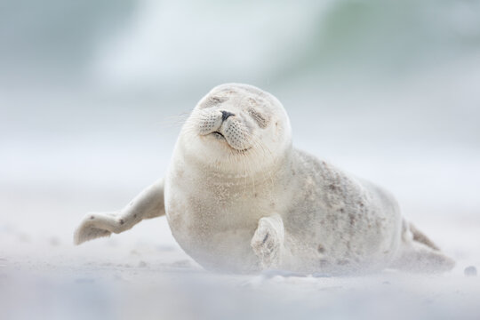 Cute seal pup enjoying the sea breeze with closed eyes in white sand on Dune island in northern Germany