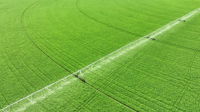 Aerial shot of the sprinklers watering Alfalfa on a circular farm in the Owens Valley in California
