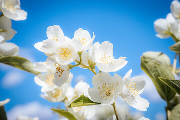 Close-up of soft white flowers with yellow stamens against a bright blue sky. The image vividly reflects the purity and beauty of flowers.
