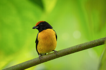 The tawny-capped euphonia (Euphonia anneae) is a species of bird in the family Fringillidae. It is found in Colombia, Costa Rica, and Panama.