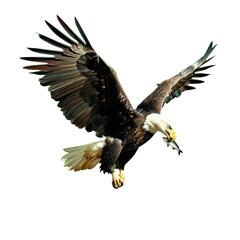 Fototapeta premium eagle as element in isolated white background