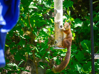 squirrel on the bird feeder 