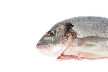 Close-up of the head of a dorado fish, cleaned and ready to cook.