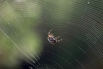 Spider weaves a web