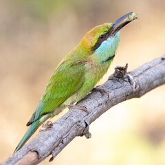 bee-eater with an insect in his beak