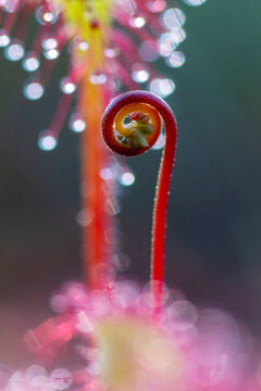 Roundleaf sundew (common sundew) flower stalk, macro photo