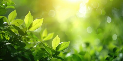 Sunlight Through Green Leaves