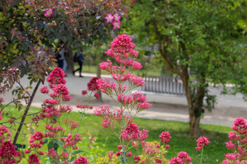 Monet garden in Giverny