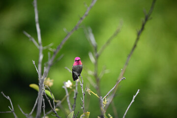 Purple Hummingbird Perched On Tree Branch