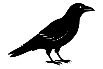 crow ,vector , silhouette , illustration .