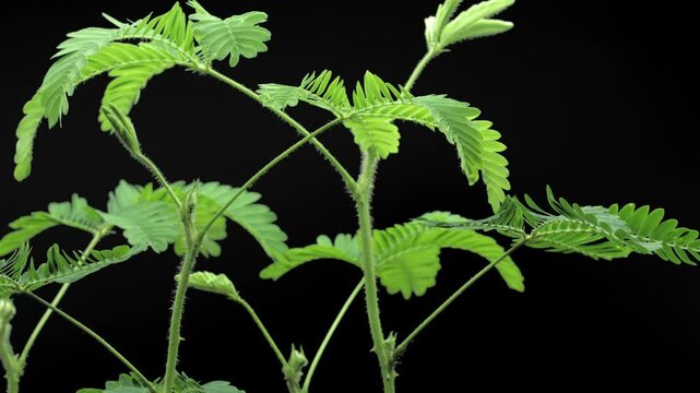 Mimosa Pudica plant growing, isolated on black background, time lapse. Fresh green leaves moving, growing process. Mimosa sensitive leaves, also known as touch-me-not plant or shame plant