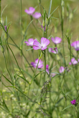 Closeup on a corn-cockle blossom (Agrostemma githago).