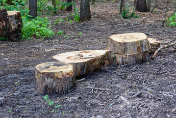 Stumps on the lawn after cutting down trees.