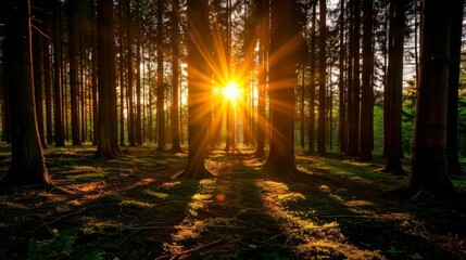 Obraz premium magical forest with setting sun, backlighting,