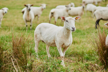 Sheep, flock and farm on grass, face and together on field in countryside for health, growth or sustainability. Animal, livestock and walk for eco friendly agriculture in nature for meat production