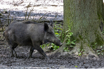 Wild boars dig in the muddy ground